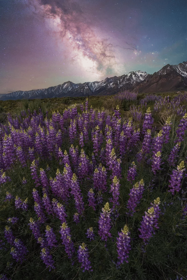 Fotografía: Lupine dreams por Brandt Ryder, tomada en California, Estados Unidos.