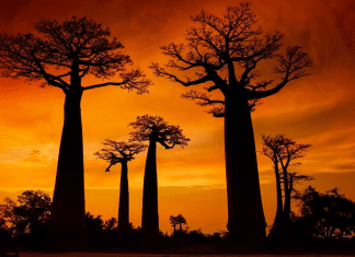 Científicos revelan el origen del árbol de la vida Árboles de la vida se encuentran en peligro de extinción