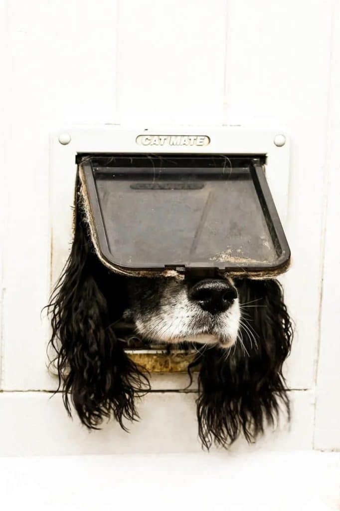 'No solo para gatos', fotografía capturada por Sarah Haskell, muestra el momento que en un perrito trata de salir por la puerta trampilla diseñada para gatos.