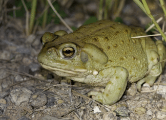El veneno de un sapo puede ayudar a tratar la depresión Investigación revela el potencial terapéutico del veneno del sapo del Desierto de Sonora.