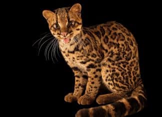 Esta es la nueva especie de tigrillo descubierta por científicos Científicos aseguran que el “tigrillo nebuloso” se encuentra bajo amenaza de extinción, debido a la pérdida de su hábitat natural.