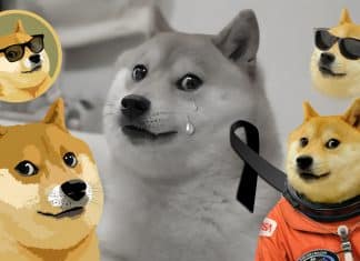 Falleció Kabosu la perra viral que trascendió a la fama del ciberespacio En 2008, Atsuko Sato, adoptó a Kabosu, en un refugio para animales sin saber que, años después sería la perra viral del ciberespacio.