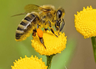 ¿Por qué se celebra el Día Mundial de las Abejas? La efeméride busca crear conciencia sobre la preservación de las abejas, esenciales para la producción de alimentos.