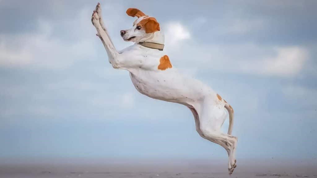 El ingenio y la creatividad de los fotógrafos capturan la esencia de la diversión animal en el Comedy Pets 2024