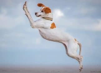 Las fotos más divertidas del Comedy Pet Photography Awards 2024 El ingenio y la creatividad de los fotógrafos capturan la esencia de la diversión animal en el Comedy Pets 2024