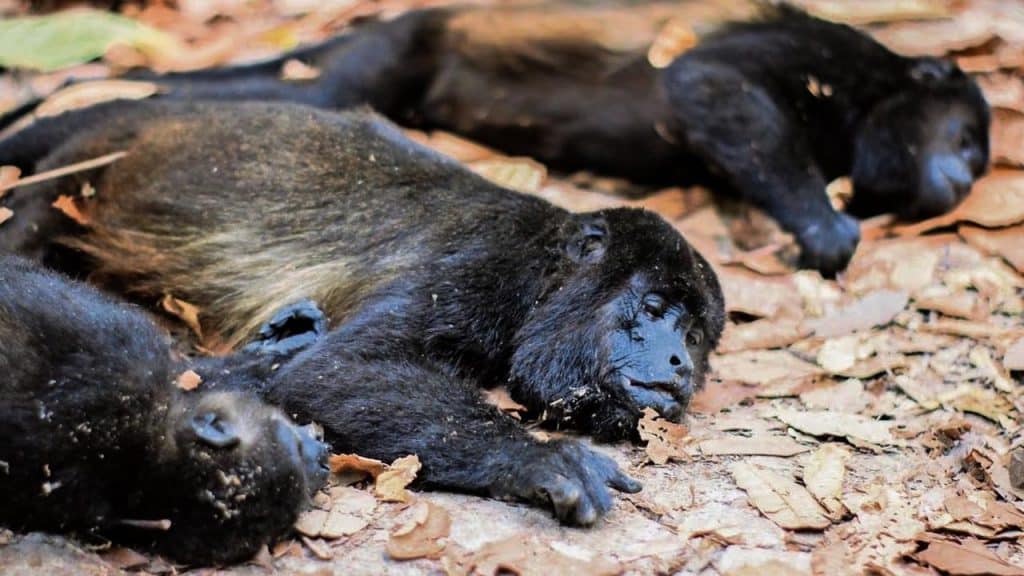 Alrededor de 83 primates fueron encontrados muertos, debido a las altas temperaturas y la sequía que azota el país.