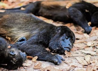 Mueren primates por olas de calor en México Alrededor de 83 primates fueron encontrados muertos, debido a las altas temperaturas y la sequía que azota el país.