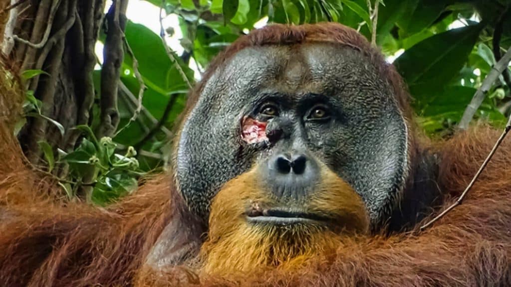 Científicos observaron que el orangután descansó más de lo habitual luego haber sido herido.