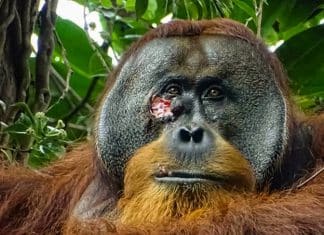 Orangután de Sumatra se automédica para sanar   Científicos observaron que el orangután descansó más de lo habitual luego haber sido herido.