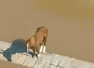 Rescate de Caramelo, el caballo atrapado en un techo debido a las inundaciones en Brasil El animal quedó varado durante varios días en el tejado de una casa en Canoas, ubicada en Río Grande do Sul