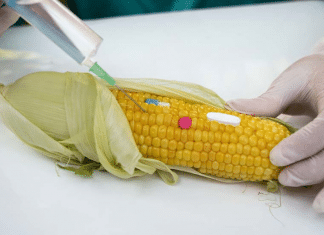 México seguirá prohibiendo el maíz transgénico a pesar de las objeciones de EEUU