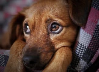 «Ojos de cachorro» en genética de perros salvajes africanos