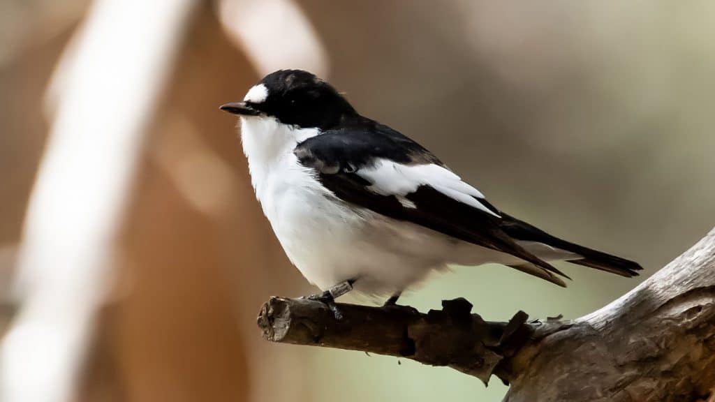 Investigación determina la causa del cambio de color en aves