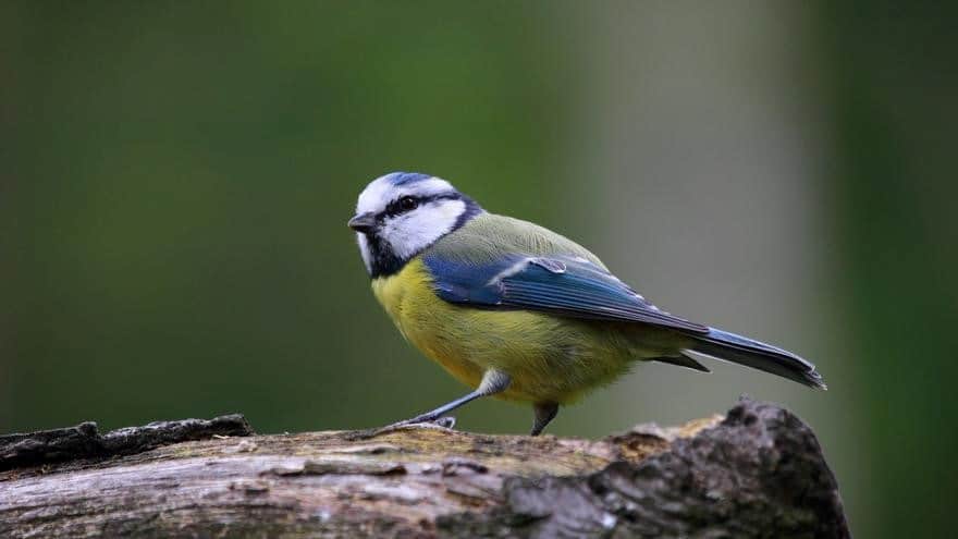 Cyanistes caeruleus, conocido como herrerillo, experimenta cambio de color en su plumaje producto del cambio climático.