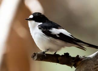 Aves cambian de color y esta es la razón Investigación determina la causa del cambio de color en aves
