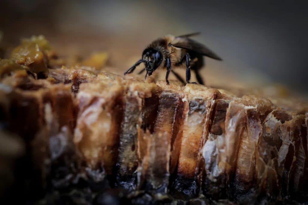 El cambio climático impacta a las abejas recolectoras de miel en Nepal, amenazando una tradición de antaño.