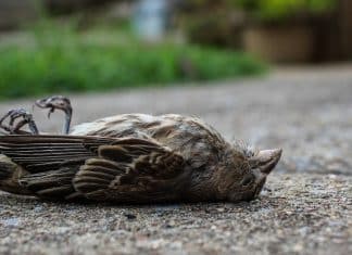Colisiones en cristales, una de las principales causas de muerte en aves Una causa de muerte en aves es la colisión con cristales.