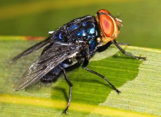 Costa Rica en alerta ante primera muerte de paciente por miasis de gusano barrenador Costa Rica registra primera muerte por miasis de gusano barrenador.