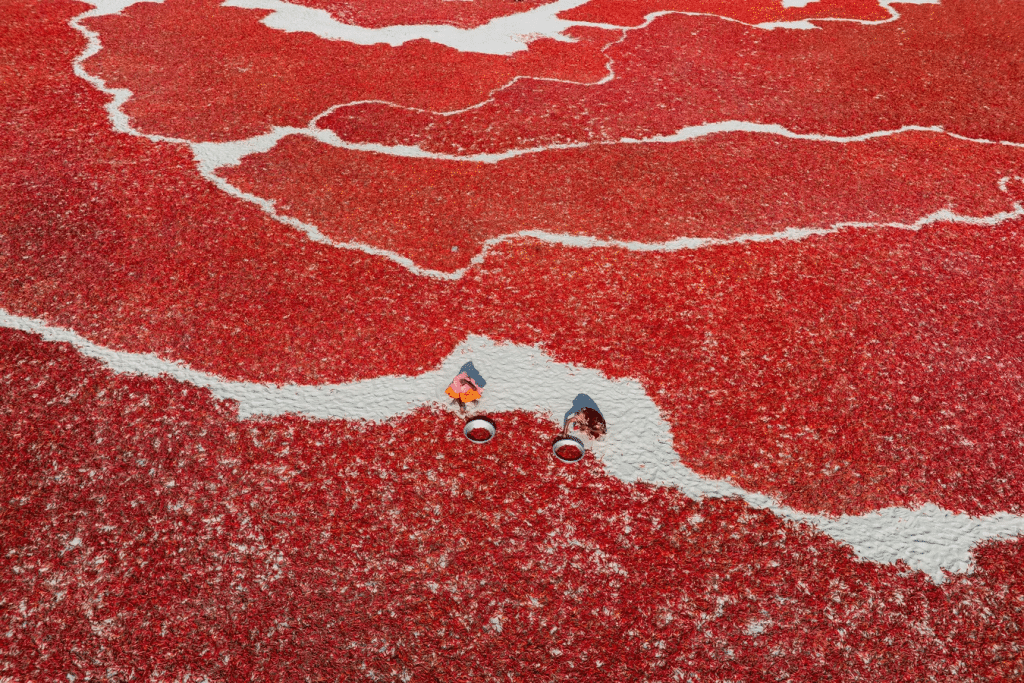 Fotografía: De la tierra a la especia, autor: Abdul Momin, originario de Bangladesh. Trabajadores escogiendo cautelosamente choles rojos esparcidos sobre arena.