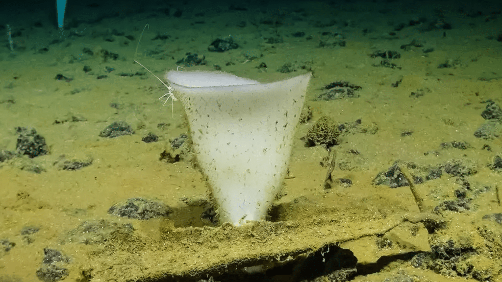 Estudio de 45 días descubre medusa capaz de regenerarse indefinidamente.