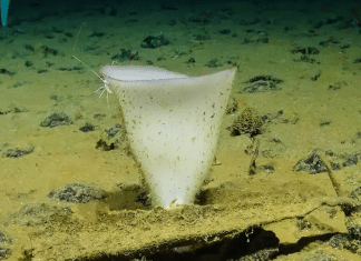 Descubren en el océano una criatura desconocida casi inmortal Estudio de 45 días descubre medusa capaz de regenerarse indefinidamente.