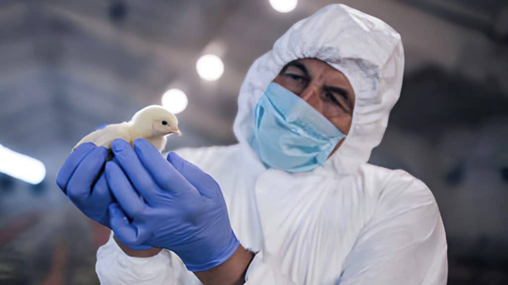 La OPS señaló que la influenza aviar en humanos, puede causar desde síntomas leves como fiebre y tos, hasta neumonía grave.