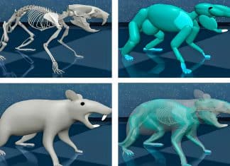 Una rata virtual es controlada por un “cerebro” artificial El experimento ampliará la comprensión del funcionamiento del cerebro.