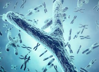 Cromosoma Y evoluciona más rápidamente que el X, afirma estudio La evolución asimétrica de los cromosomas sexuales en primates.