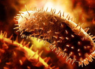 Decenas de personas mueren por el virus Chandipura, en India La India detalló nuevos datos sobre el brote del virus de Chandipura, el cual provocó 32 muertes en humanos.