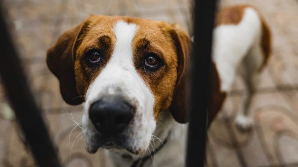 Perros perciben y reaccionan al estrés humano, según nuevo estudio.