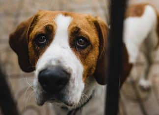 El estrés humano es detectado por perros Perros perciben y reaccionan al estrés humano, según nuevo estudio.