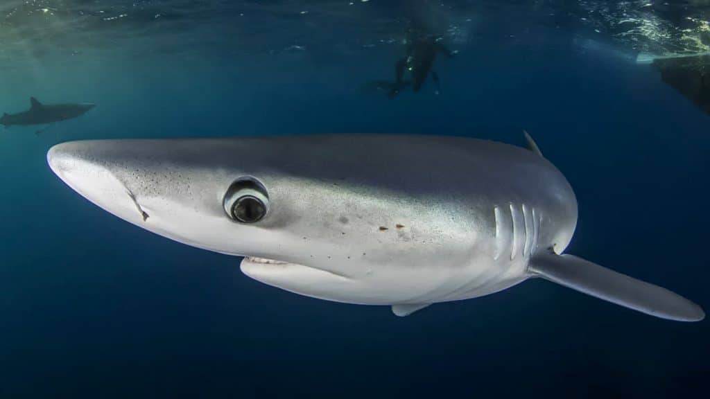 Tiburones de nariz afilara en Brasil, podrían tomar la cocaína de paquetes a la deriva o de peces contaminados.