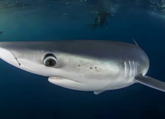 Encuentran rastros de cocaína en tiburones de Brasil Tiburones de nariz afilara en Brasil, podrían tomar la cocaína de paquetes a la deriva o de peces contaminados.