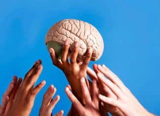 Estudio revela que el cerebro puede revertir el envejecimiento Científicos descubren cómo rejuvenecer el cerebro a nivel molecular.