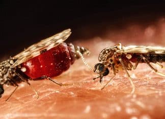 Fiebre de Oropuche provoca sus primeras muertes en humanos El Ministerio de Salud de Brasil, informó sobre las primeras dos muertes en humanos, provocadas por el virus de Oropouche.