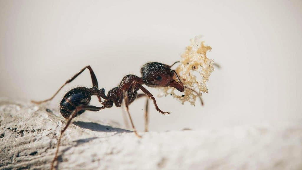 ¡Hormigas realizan amputaciones para salvar a sus compañeras!