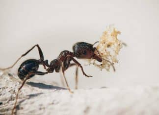 Hormigas son capaces de realizar amputaciones exitosas, según estudio ¡Hormigas realizan amputaciones para salvar a sus compañeras!