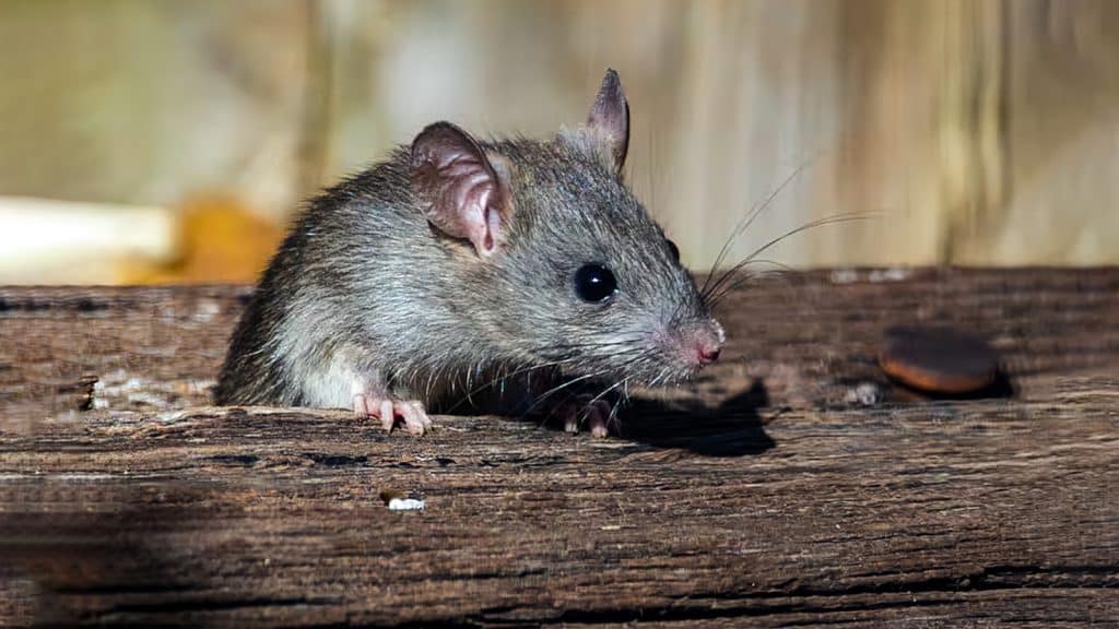 Argentina declaró alerta sanitaria, debido al incremento en casos de Fiebre Hemorrágica causada por el virus de Junín.