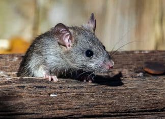 Argentina en alerta sanitaria por fiebre hemorrágica Argentina declaró alerta sanitaria, debido al incremento en casos de Fiebre Hemorrágica causada por el virus de Junín.