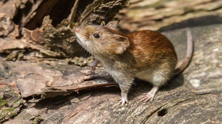 El virus de Junín se encuentra en los fluidos y excretas de los roedores conocidos como ratones maiceros.