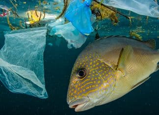Los océanos en alerta crítica por sobreexplotación de sus recursos Los océanos se encuentran en estado de emergencia debido a la contaminación y la sobreexplotación de sus recursos.