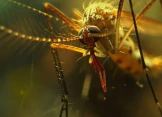 Mosquitos detectan objetivos humanos con visión infrarroja El secreto del mosquito "Aedes aegypti": Cómo usa la radiación infrarroja para encontrar humanos