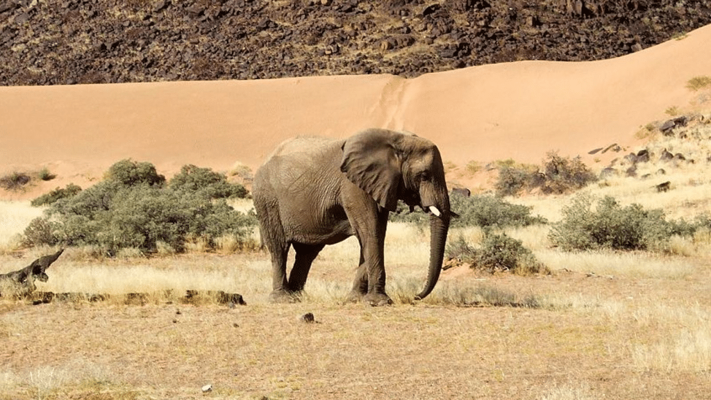 Alrededor de 700 animales, entre elefantes, hipopótamos y cebras, serán sacrificados para alimentar a las comunidades afectadas por la sequía en Namibia.