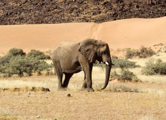 Namibia sacrifica animales para alimentar a las comunidades afectadas por la sequía Alrededor de 700 animales, entre elefantes, hipopótamos y cebras, serán sacrificados para alimentar a las comunidades afectadas por la sequía en Namibia.