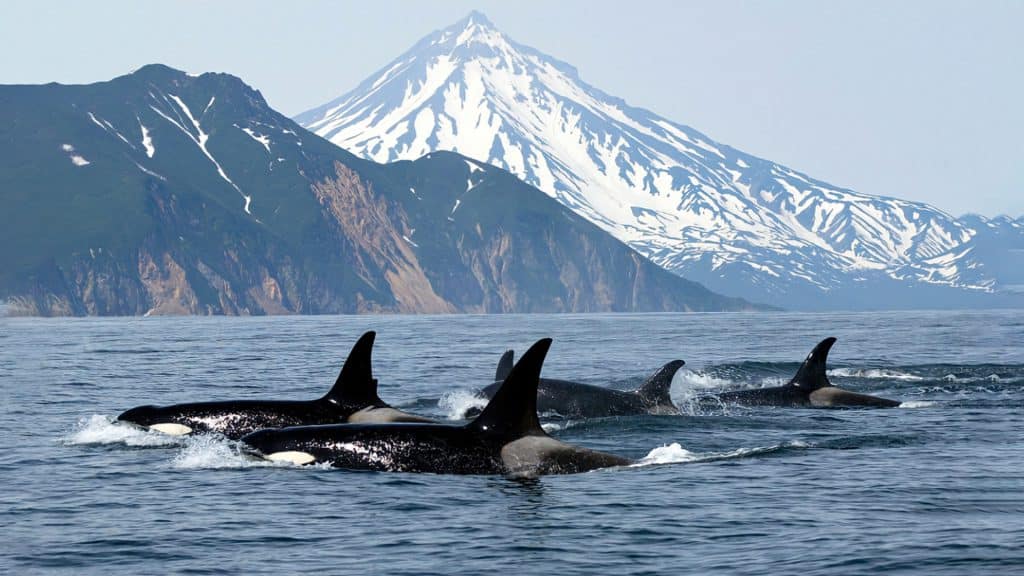 Nuevas teorías sobre el comportamiento de las orcas.