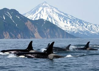 Orcas atacan veleros en España Nuevas teorías sobre el comportamiento de las orcas.