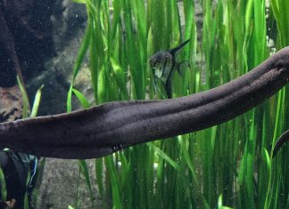 Pez Pulmonado sudamericano con el genoma más grande del reino animal Pez Pulmonado sudamericano tiene el genoma más largo jamás encontrado.