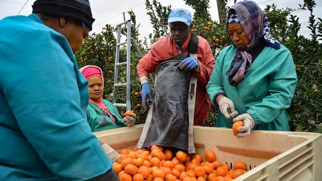 Vino y frutas de Sudáfrica serán exportados a las regiones de Rusia de Ekaterimburgo y al puerto de Vladivostok.