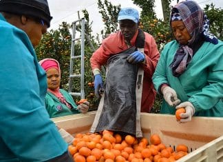 Sudáfrica anuncia el aumento de exportaciones con Rusia Vino y frutas de Sudáfrica serán exportados a las regiones de Rusia de Ekaterimburgo y al puerto de Vladivostok.