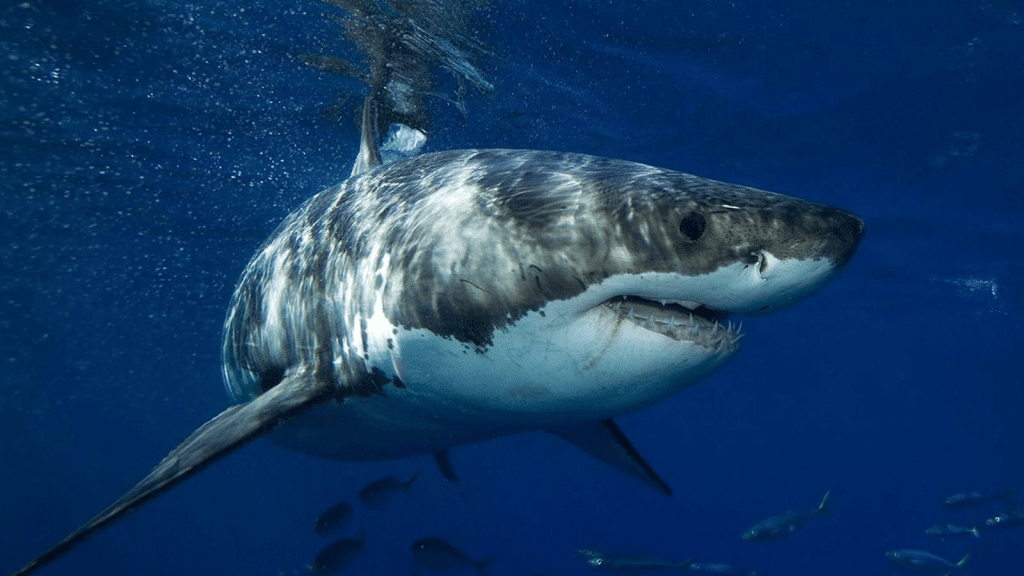 Descubrimiento revela que grandes tiburones blancos depredan a otros tiburones.